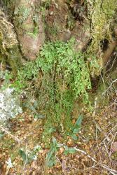 Hymenophyllum pulcherrimum. Plant growing epiphytically on a tree trunk.  
 Image: L.R. Perrie © Leon Perrie 2014 CC BY-NC 3.0 NZ